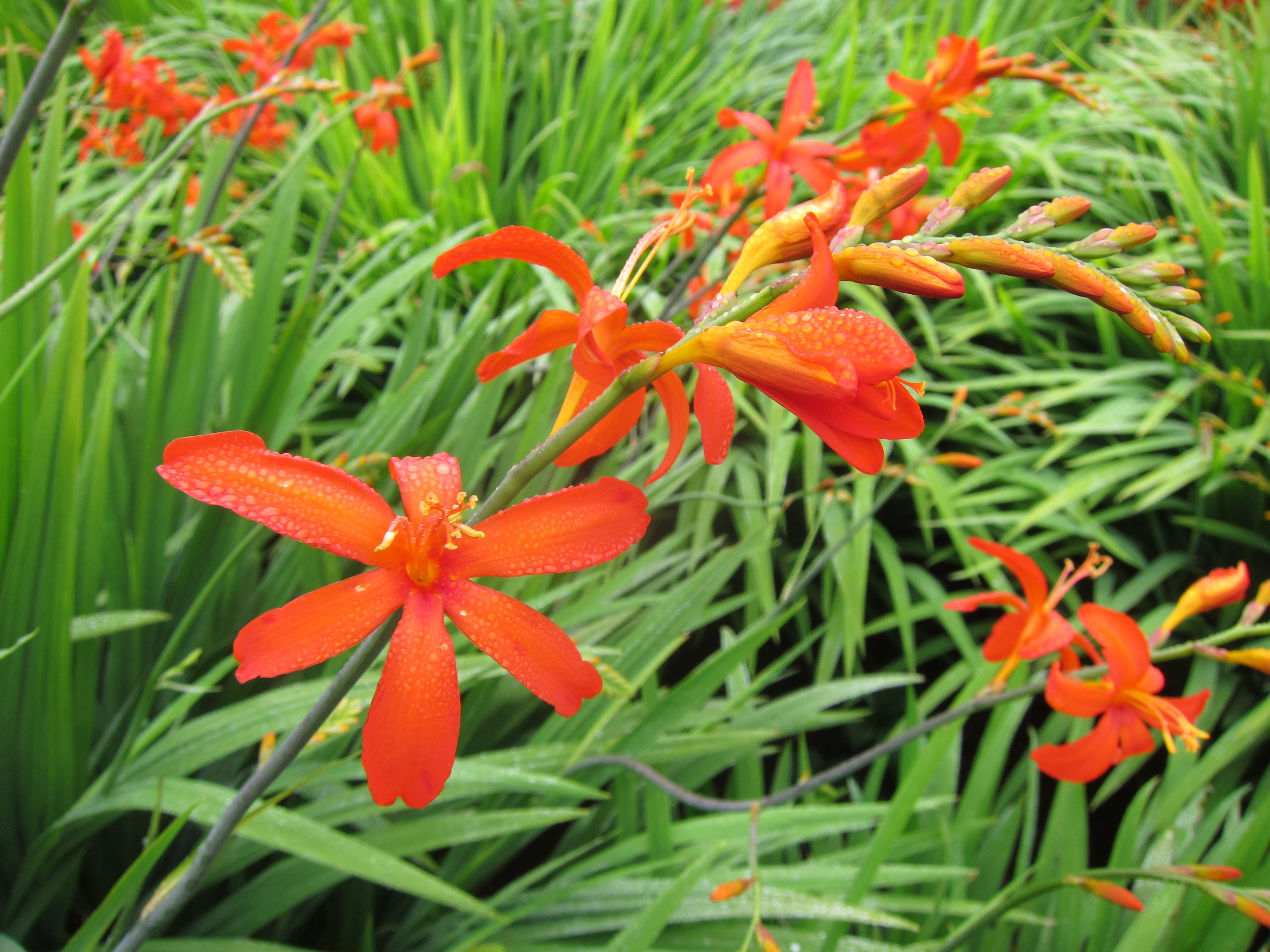 Is your garden withering? Crocosmia to the rescue! | The Seattle Times