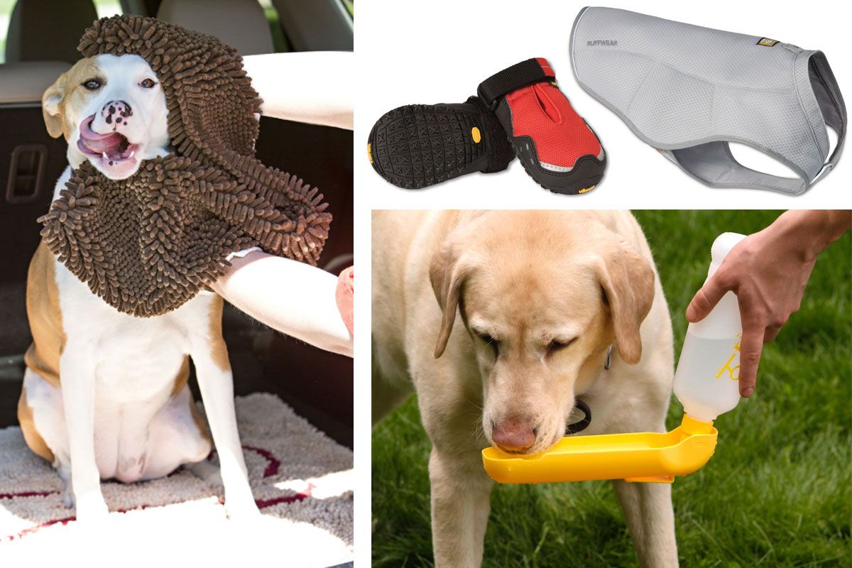 Gear to keep pets safe comfortable and entertained The Seattle