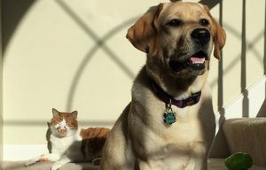 Dog stands guard for week protecting trapped friend | The Seattle Times