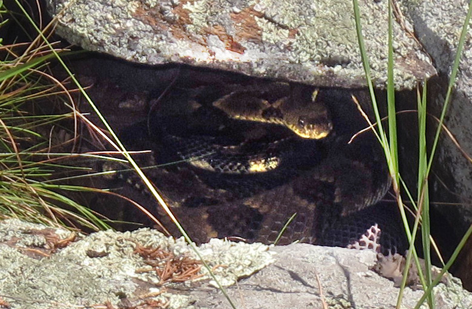 PNW Rattle Snakes  IFish Fishing Forum