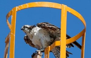 In this March 3, 2015 photo, an Osprey, also known as a fish eagle, perches on a metal structure as it dries off, after diving into ocean waters, in Guerrero Negro, in Mexico’s Baja California peninsula. One of the largest concentrations of Osprey’s in the world inhabit the city, nesting on artificial structures around the lagoon. (AP Photo/Dario Lopez-Mills)