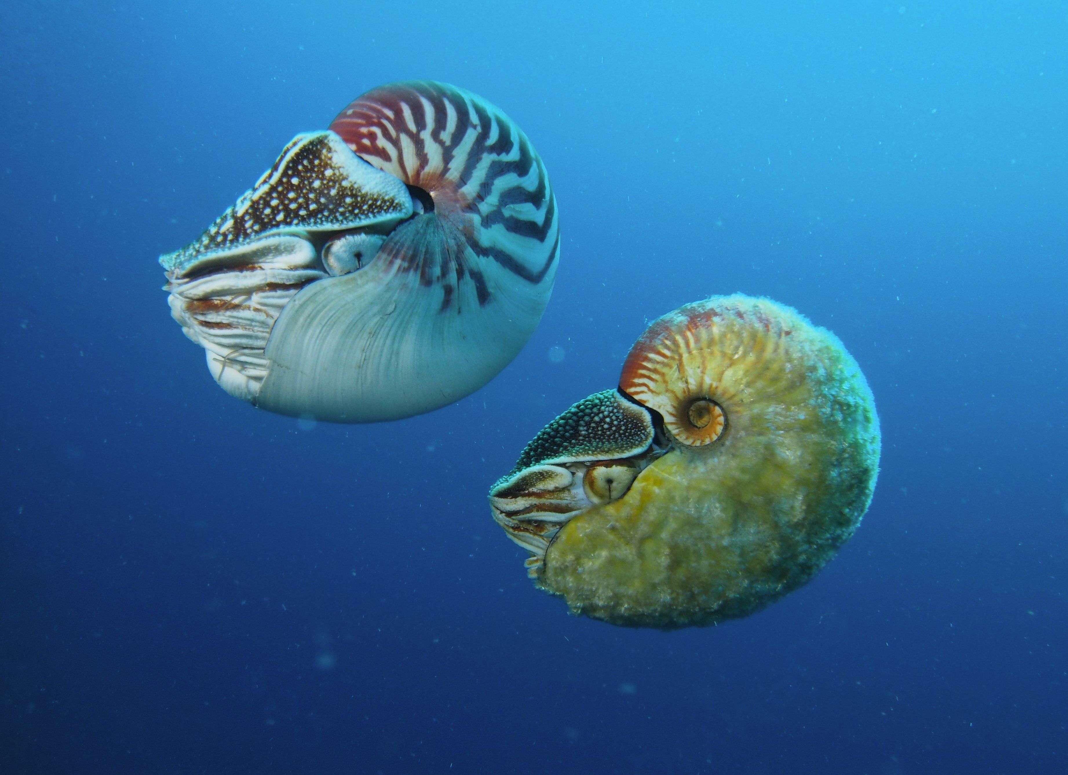 UW biologist spots rare nautilus for the first time in 3 decades