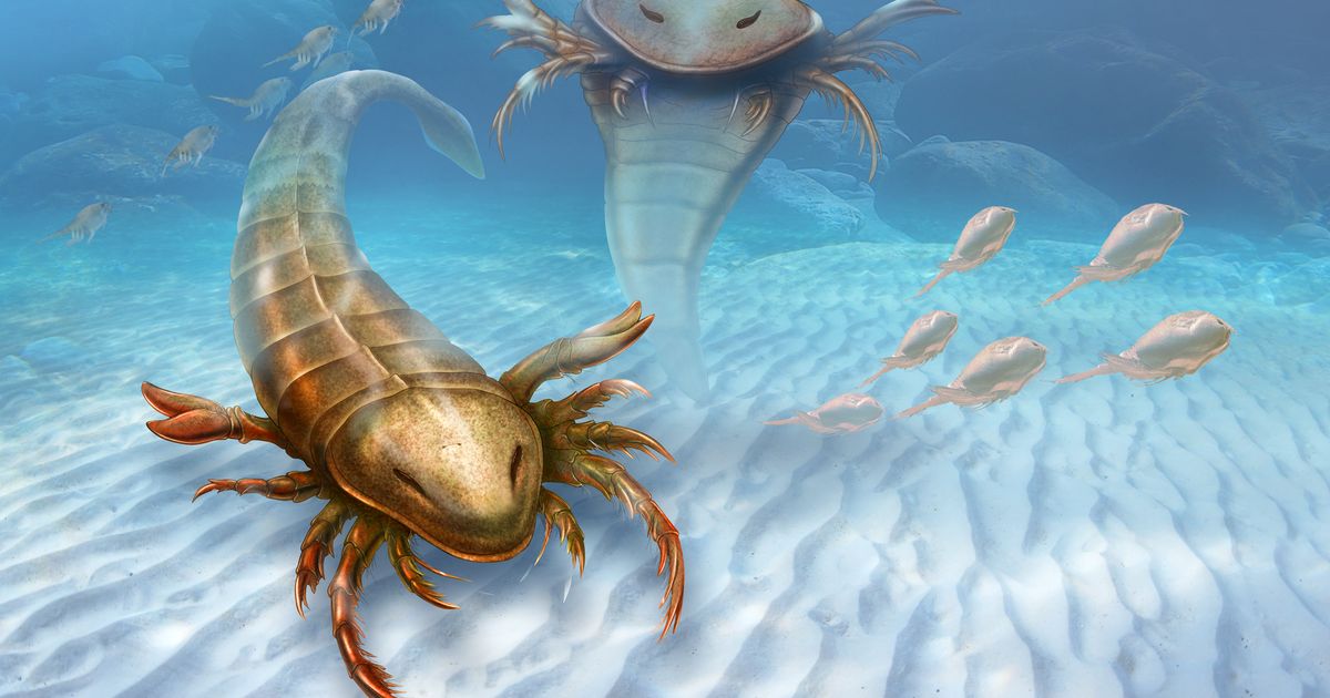 Fossils show big bug ruled the seas 460 million years ago | The Seattle  Times