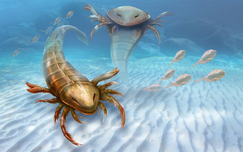 Fossils show big bug ruled the seas 460 million years ago | The Seattle Times Fossils show big bug ruled the seas 460 million years ago | The Seattle Times