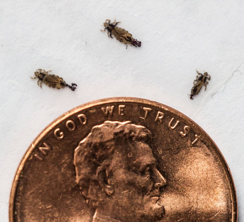 Bad bugs: State's lice now highly resistant to common treatment | The Seattle Times Bad bugs: State's lice now highly resistant to common treatment | The Seattle Times