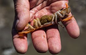 Back to the drawing board for control of oyster-killing shrimp