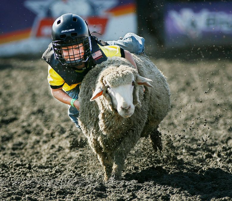 Animal cruelty: End 'mutton busting' at the fair | The Seattle Times Animal cruelty: End 'mutton busting' at the fair | The Seattle Times
