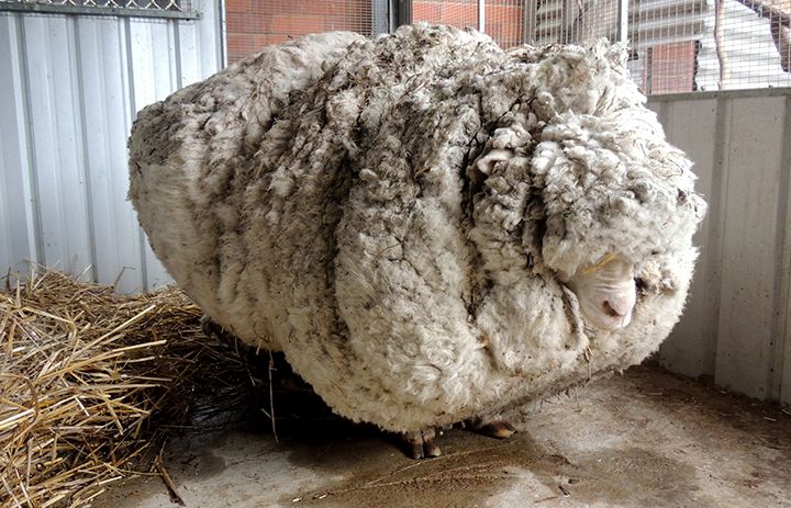 Lost Australian sheep yields 30 sweaters worth of fleece | The