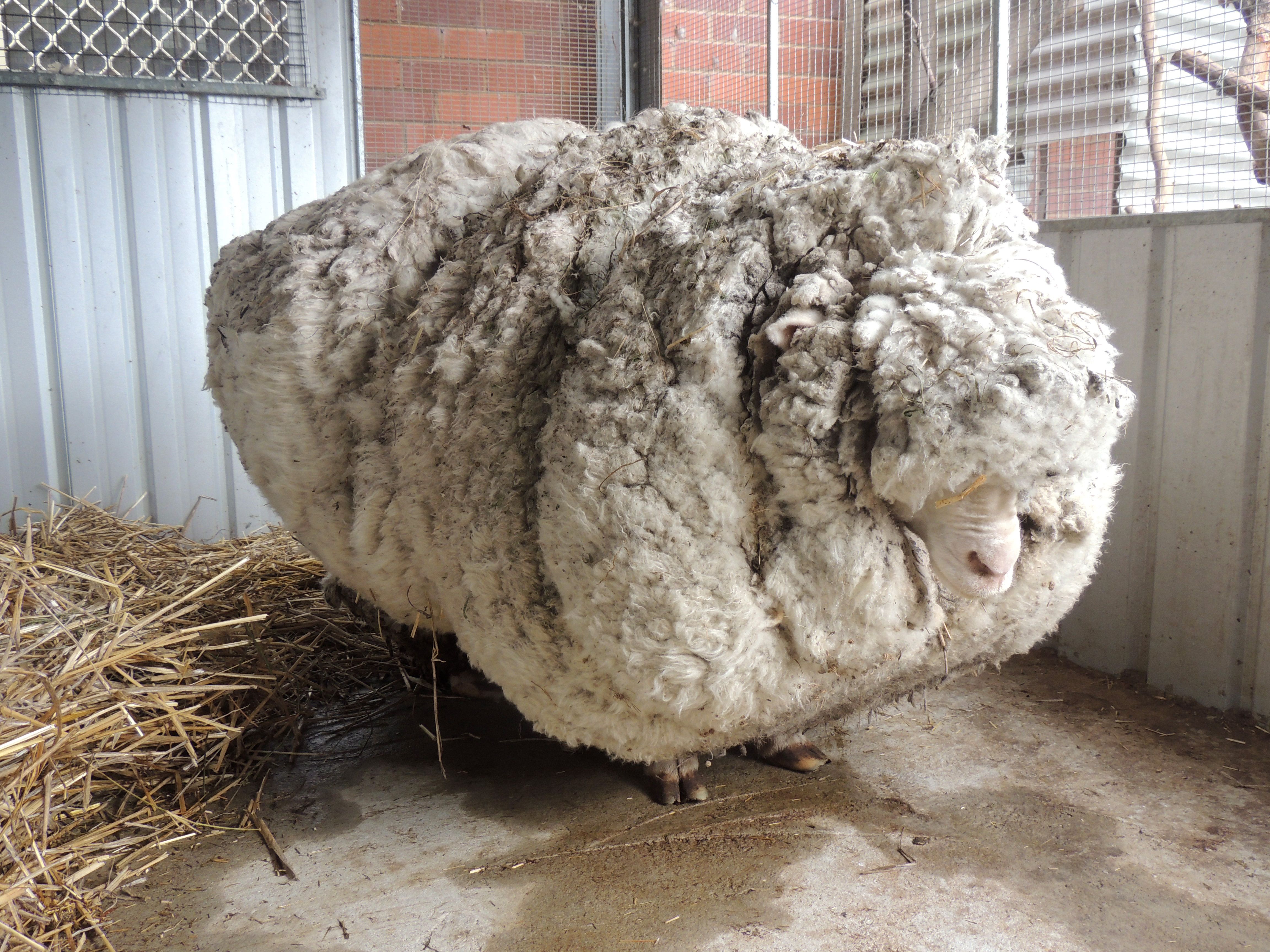 【sheep♪】 Lost Australian sheep yields 30 sweaters worth of fleece | The
