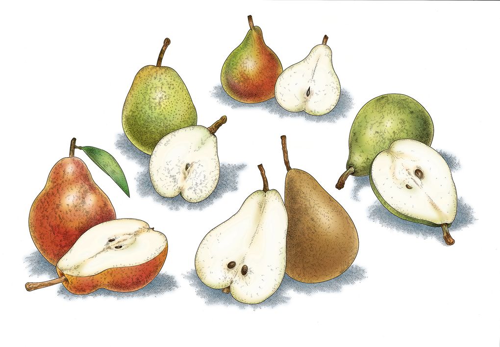 Comice Pears - Washington Comice Pear Growers - Washington Fruit