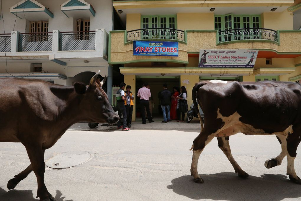 Cows have the right of way on this street in front of Vinay Stores, a small neighborhood shop where customers can pick up Amazon packages. (Alan Berner / The Seattle Times)