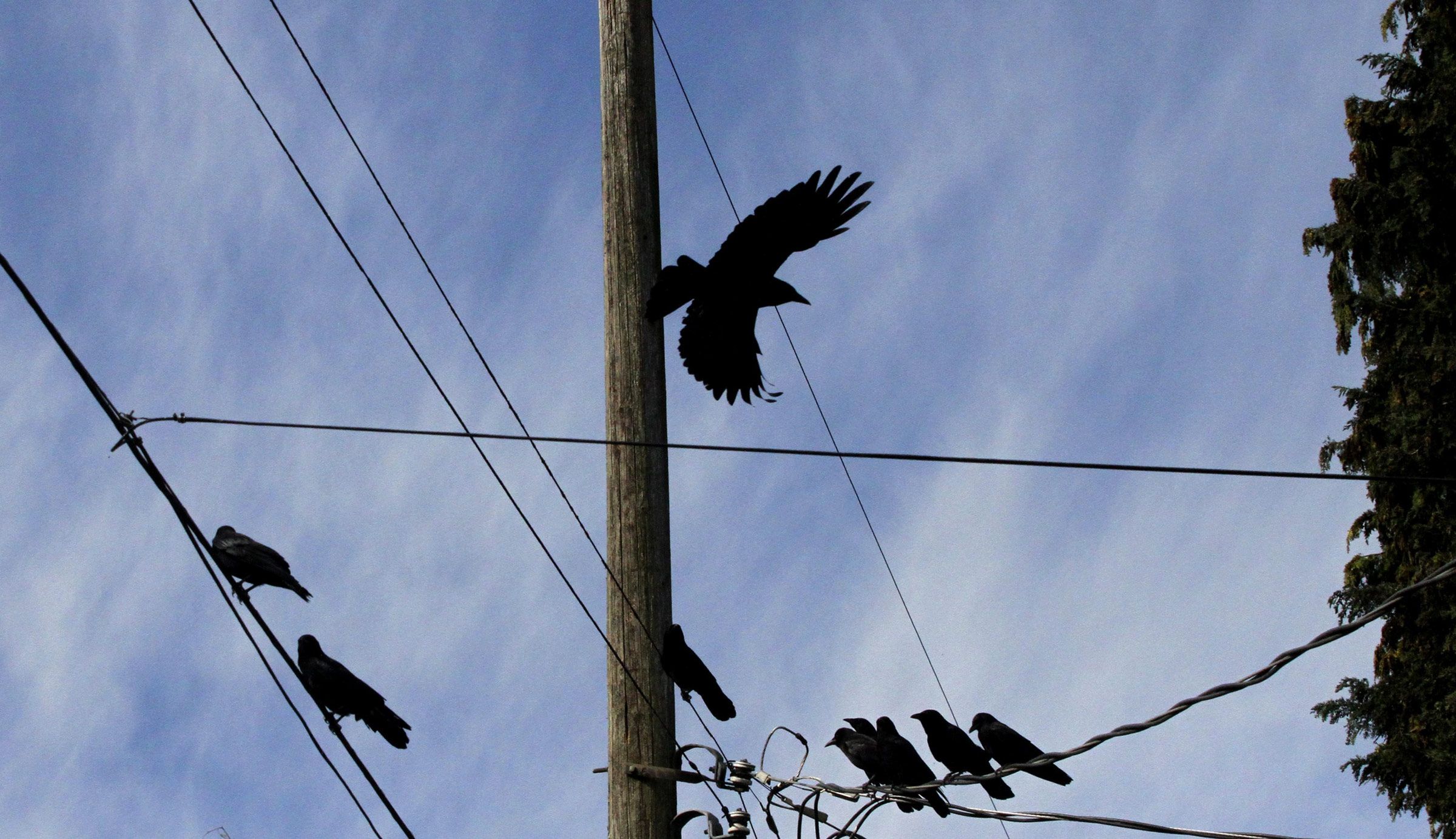 Crows may learn lessons from death, UW research shows | The