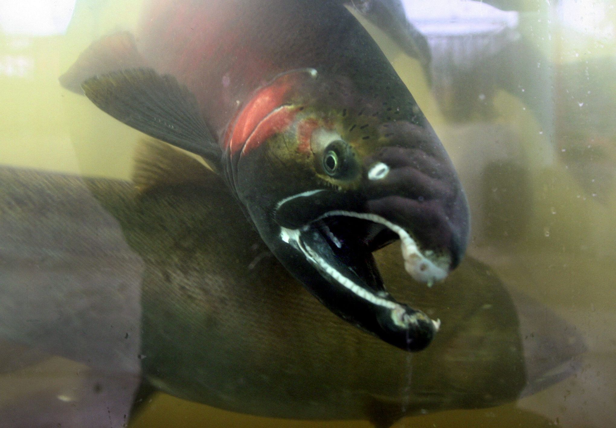 Toxic road runoff kills adult coho salmon in hours, study finds