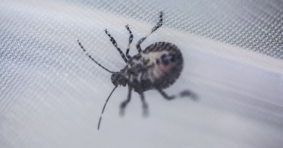 WSU researchers find wasp that kills stink bugs The Seattle Times