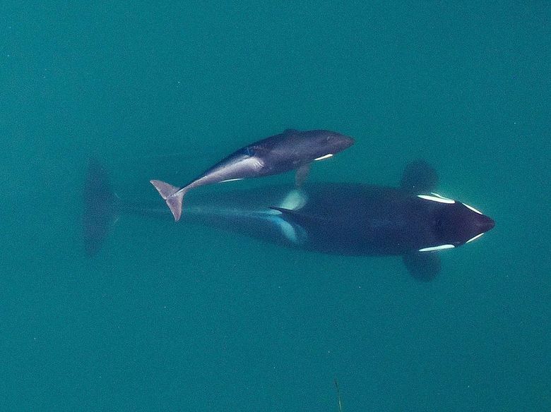 Puget Sound's killer whales looking good | The Seattle Times