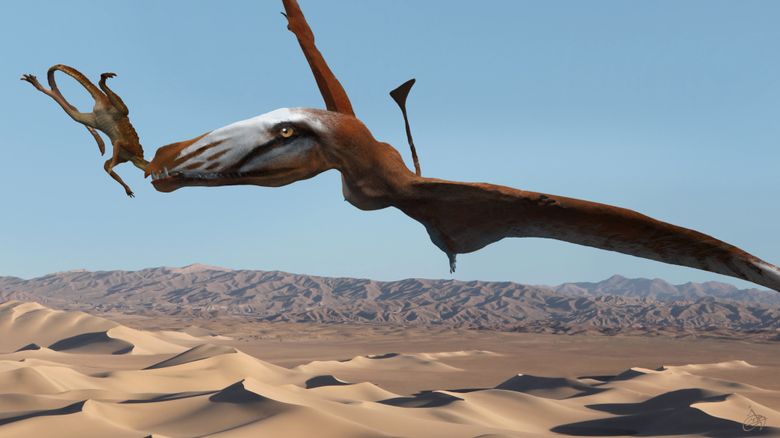 Pterodactylus Life Size Replica Flying Male Open Mouth Dinosaur