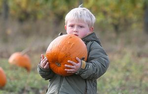Calvin Radtke,5, picks out the pumpkin he wants at the Suyematsu & Bentryn Family Farms pumpkin patch on Bainbridge Island, Wash. Tuesday, Oct. 23, 2012. He was with a group from the First Years Children’s Center of Bainbridge Island. The group learned all about pumpkins, and got to pick out their own pumpkin, Radtke had to pick another smaller pumpkin. (AP Photo/Kitsap Sun, Larry Steagall) WABRE101