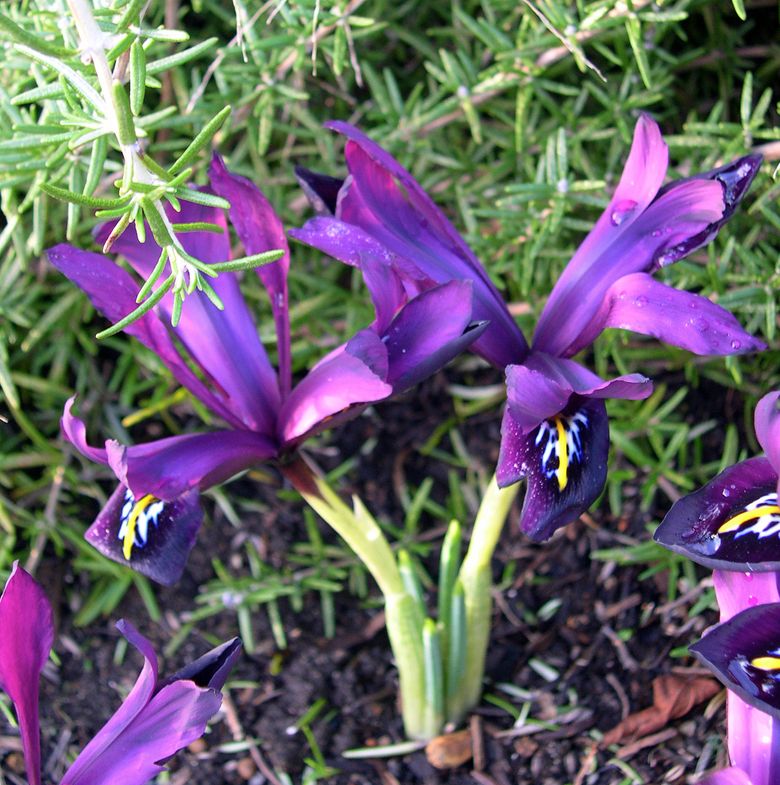 9 Miniature Flowering Bulbs Add a Splash of Color in Early Spring