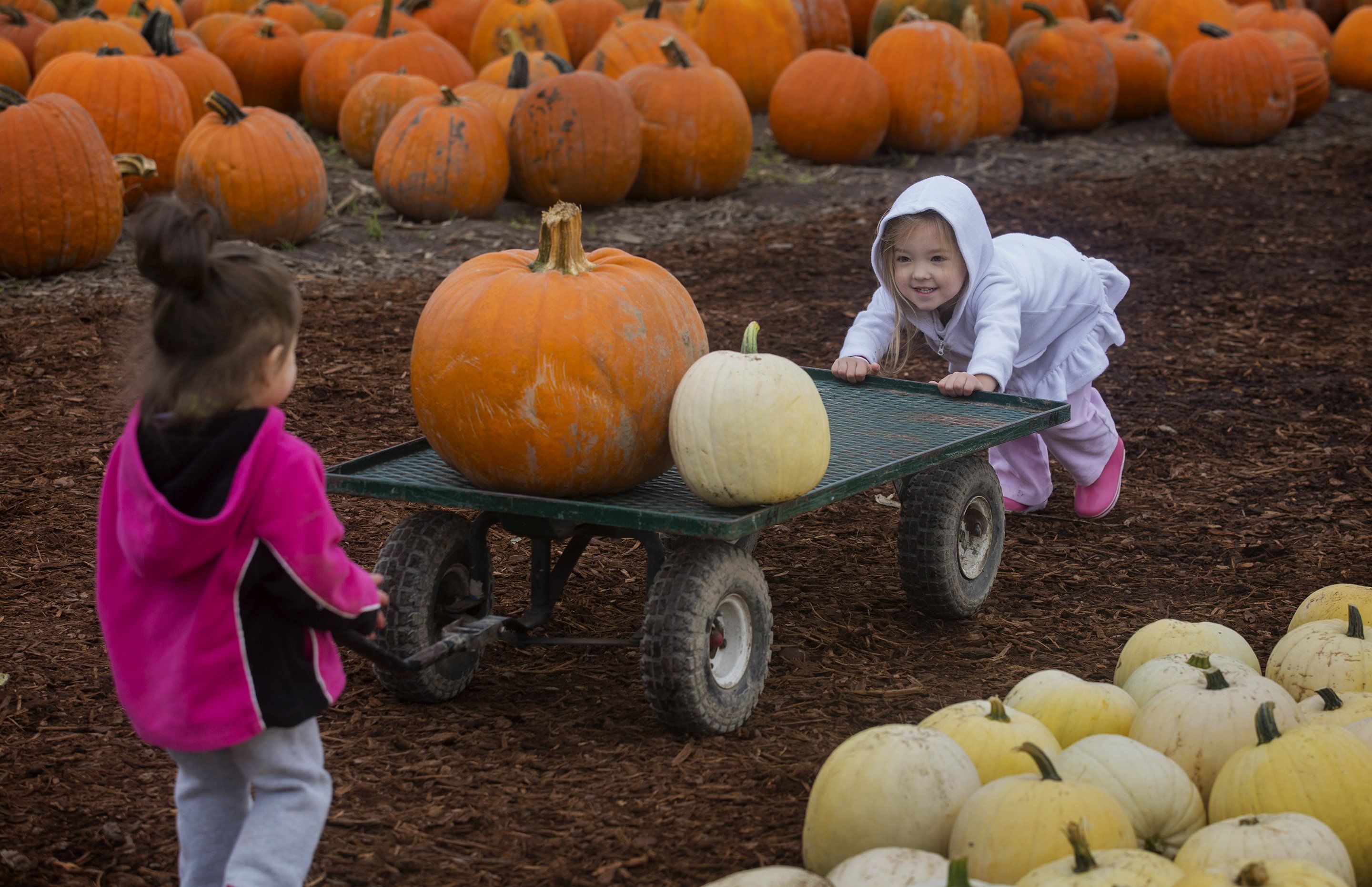 stevens pumpkin patch