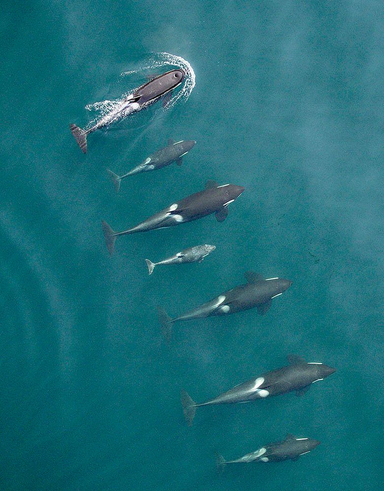 Puget Sound's killer whales looking good | The Seattle Times