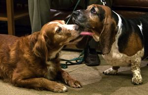 Tillie (left), a half Irish setter, half spaniel mix, licks her friend Phoebe as they wait to meet Washington State Governor Jay Inslee Thursday morning, October 15, 2015.  

Gov. Jay Inslee welcomes a local hometown hero, Tillie the dog,  to his office  Thursday, October 15, 2015, to present a Washingtonian of the Day award.
 
Tillie, the now-famous heroic dog from Vashon, will join her friend, Phoebe, and owner BJ Duft, for a meeting with the governor. The two dogs wandered from their home on Vashon Island last month. When Phoebe fell into an old cistern, Tillie stayed by her side for a week, only leaving briefly each day to try and find help. The dogs were found a week later, hungry and cold, but safe.
 
Inslee will present Tillie with a Washingtonian of the Day award for her bravery and loyalty.