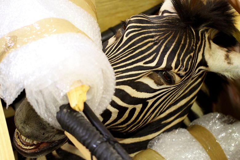 A zebra head was part of a shipment from South Africa on Aug. 19, 2015. John Lok / The Seattle Times)