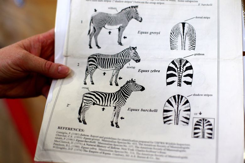 Inspectors with the U.S. Fish & Wildlife Service use guides like this to help identify game animals. (John Lok / The Seattle Times)