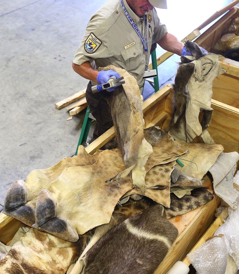 John Goldman, inspector with the U.S. Fish & Wildlife Service, takes a closer look at animal skins that were part of a shipment of game animals from South Africa on Aug. 19, 2015. (John Lok / The Seattle Times)