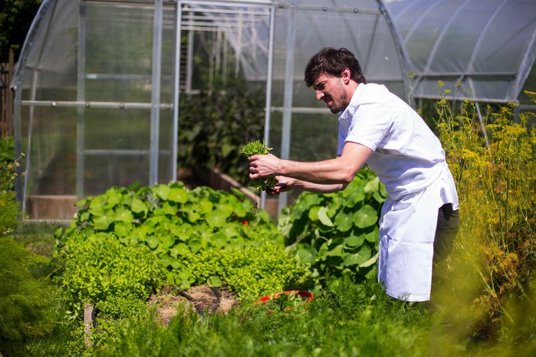 Chef Blaine Wetzel, of the Willows Inn, harvests produce from his farm for some dinner preparations on Lummi Island. Everything served at the Willows Inn comes from Lummi’s nine square miles. (John Lok / The Seattle Times)