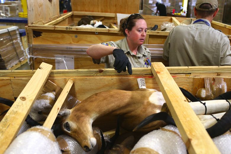Thousands of exotic animals are shipped through Seattle each year | The Seattle Times Thousands of exotic animals are shipped through Seattle each year | The Seattle Times