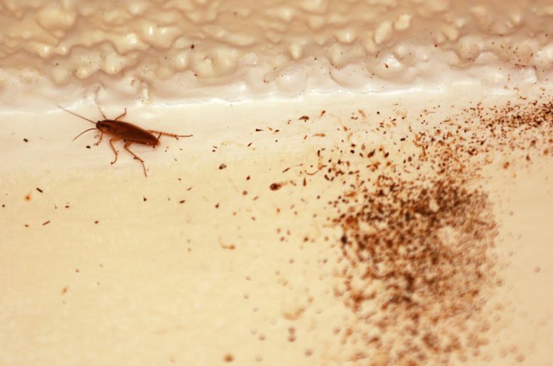 A roach scurries along the ceiling of Farah’s apartment. (Erika Schultz / The Seattle Times)