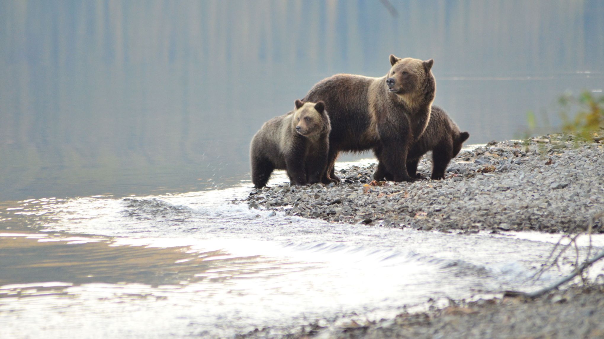 The Good, the Bad, and the Grizzly, What to Do if You Encounter a Bear, Nature