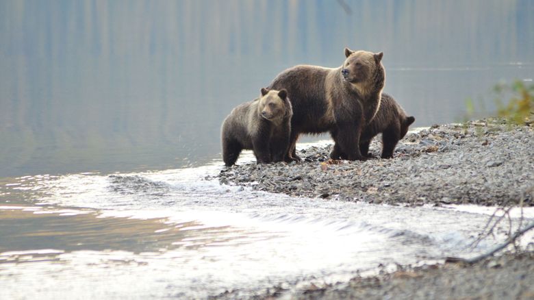 A mother grizzly minds her cubs on the shores of Chilko Lake in the Chilcotin ranges of British Columbia. (Courtesy Jeremy Sean Williams)