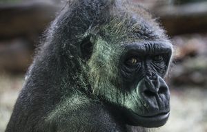 Tuesday, November 3, 2015.   Nadiri, the 19-year-old Woodland Park Zoo gorilla is going to give birth this month.  The zoo plans to start a 24 hour birth watch soon.