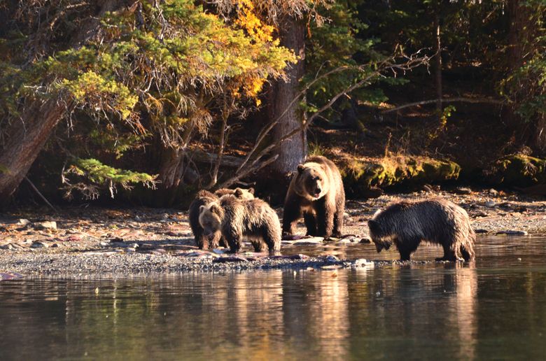 Grizzly litters average two cubs, but sometimes are larger. A typical female gives birth to about 10 cubs in an average life span of 20 to 25 years. (Courtesy Jeremy Sean Williams)