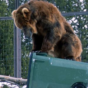 Why returning grizzlies to the North Cascades is the right thing to do ...