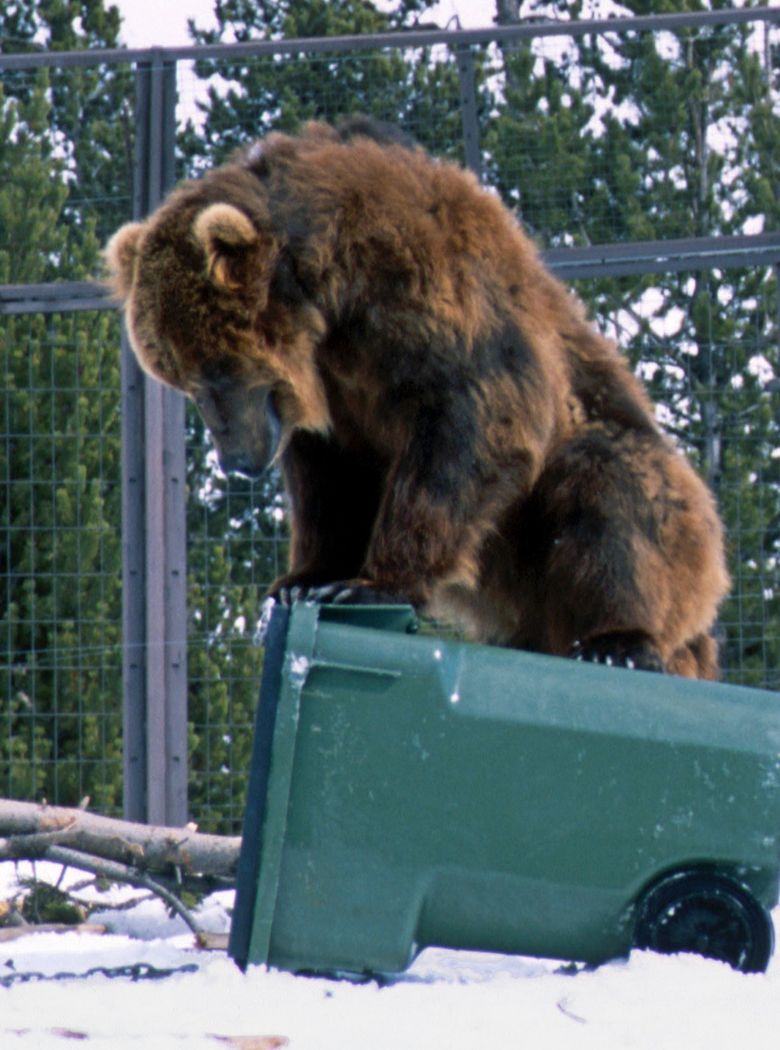 Just doing his job, a captive grizzly at the Grizzly Bear Discovery Center in West Yellowstone, Mont., attempts to open a garbage can during a U.S. Forest Service container-certification test in 2003. Most bear/human conflicts leading to relocation or killing of “problem” bears are related to bears becoming habituated to human food sources. (The Associated Press)