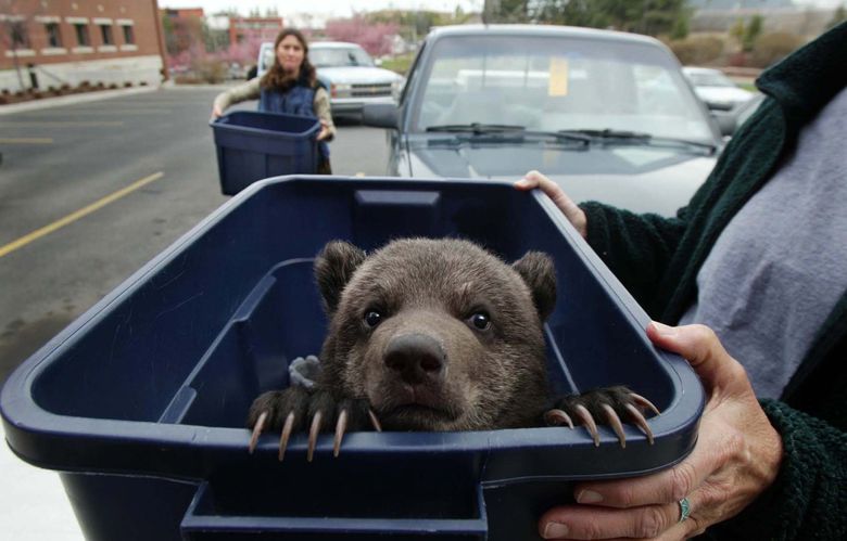 Woodland Park Zoo welcomes second bear cub — an orphan from Montana