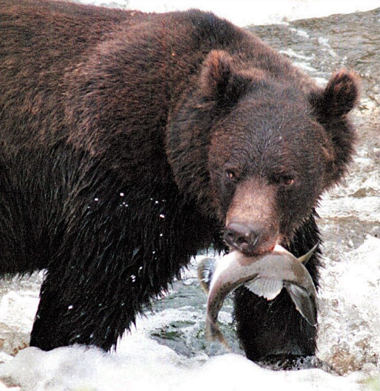 A male grizzly dines on a salmon in British Columbia, where bears potentially reintroduced to the North Cascades could be expected to roam as inhabitants of a contiguous, largely roadless, wilderness ecosystem of more than 2 million acres. (Mark Brett / The Associated Press)