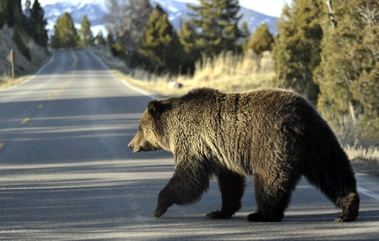 Woodland Park Zoo welcomes second bear cub — an orphan from Montana