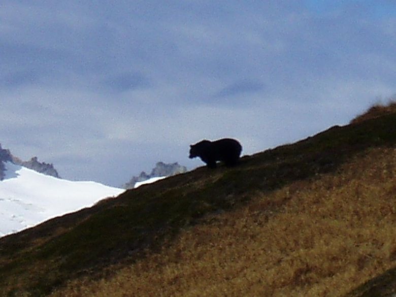 Was it a grizzly? Wildlife officials finally said yes when hiker Joe Sebille made this surprising photo in the upper Cascade River watershed in October 2010. Some bear observers remain skeptical, however, that the bruin pictured really was the first grizzly photographed in the North Cascades in half a century. Regardless, no permanent, viable population is believed to exist in the mountain range today. (Joe Sebille)