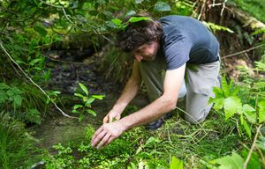 Jeremy Faber harvests watercress along a small stream in an urban park recently in Kirland. 

PACIFIC NORTHWEST MAGAZINE – 2015 DINING OUT ISSUE – JEREMY FABER – FORAGER – SEATTLE, WASH. – 082515