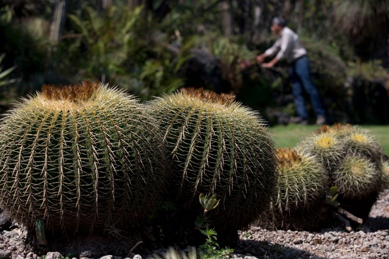 Study: About 1/3 of world cactus threatened with extinction | The Seattle  Times