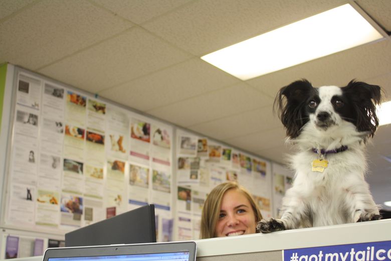 Modie, a rescued papillon mix, comes to work every day at Trupanion, a Seattle-based pet insurance company, with PR specialist Kathryn Clappison. (Courtesy of Trupanion)