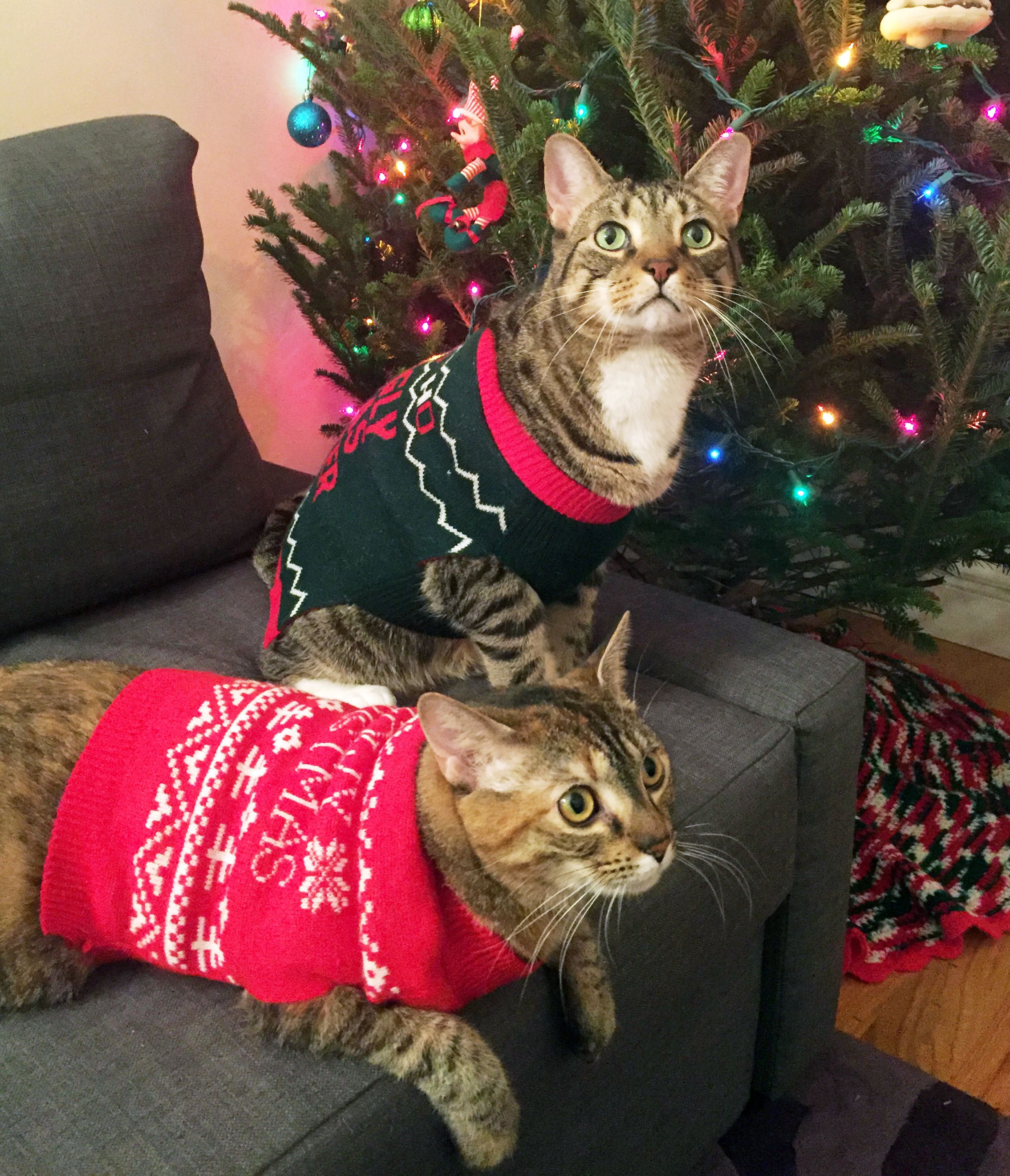 Animals in shop christmas sweaters