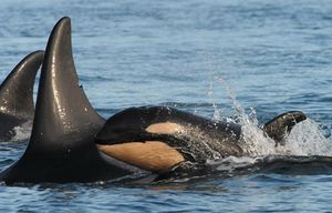 Another baby orca born to J pod — the second this month