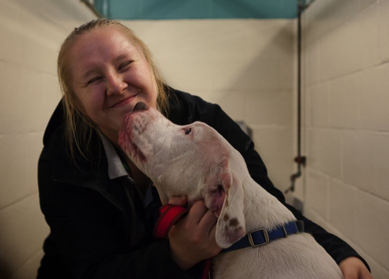 Meet King County's most unwanted dogs, waiting to be your best friend forever | The Seattle Times Meet King County's most unwanted dogs, waiting to be your best friend forever | The Seattle Times