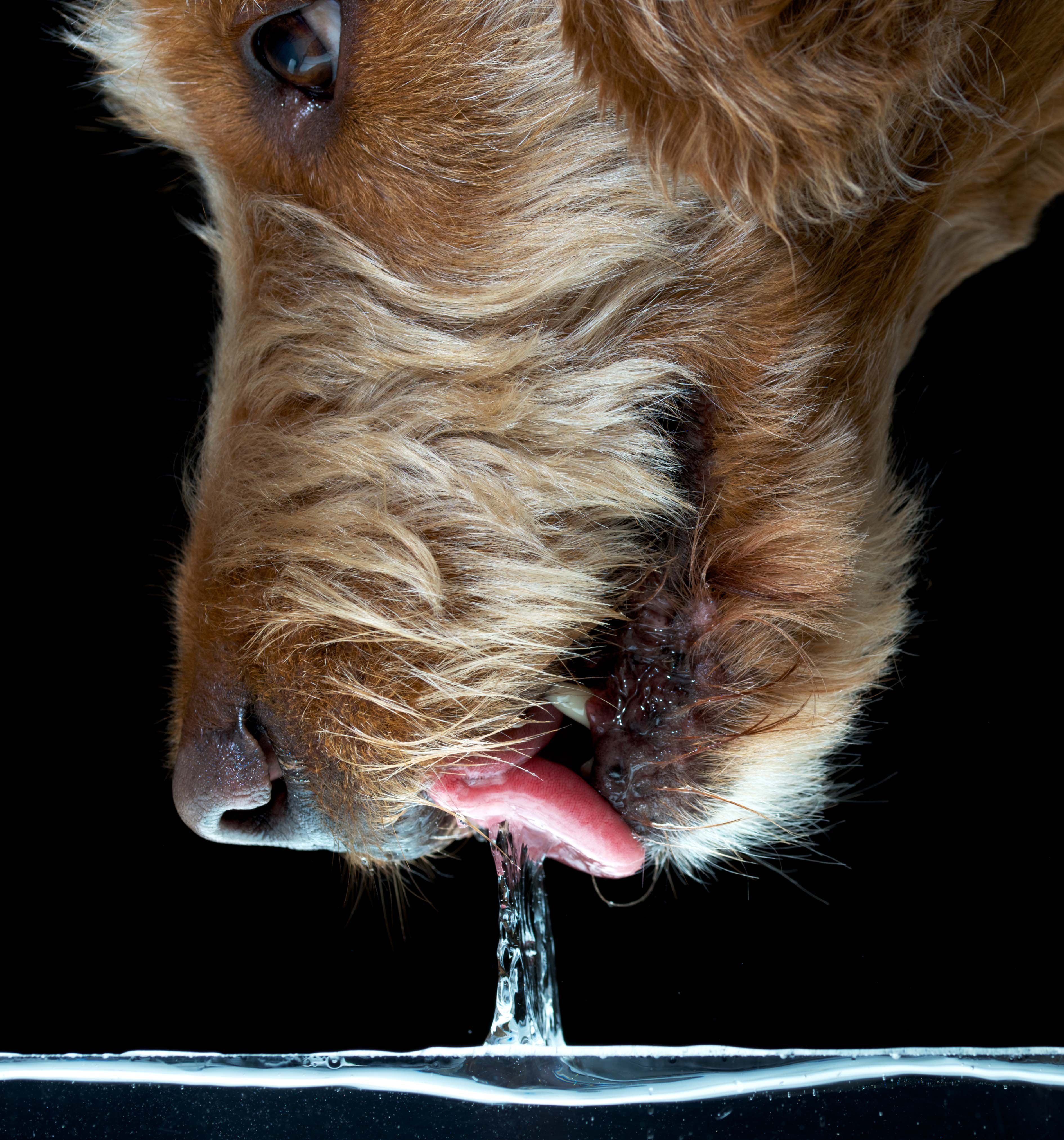 Dog gulping hot sale water