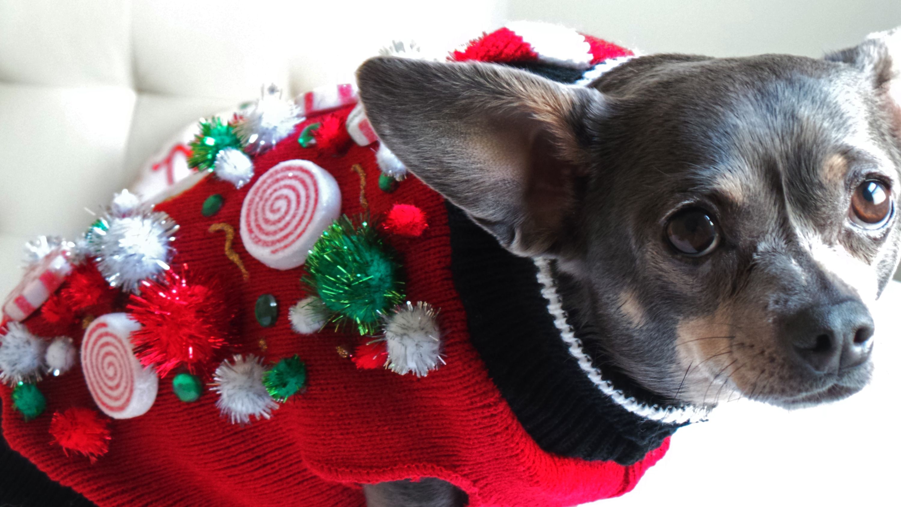 Cats and dogs partying like animals in ugly holiday sweaters The Seattle Times