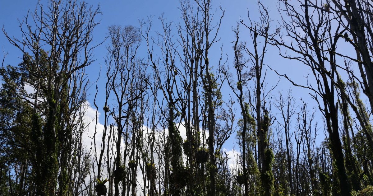 Fungus killing tree critical to Hawaii’s native forests The Seattle Times